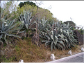 cactées