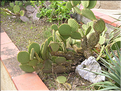 cactées