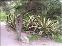 cactées