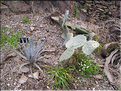 cactées