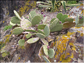 cactées
