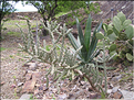 cactées