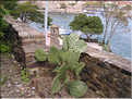 cactées