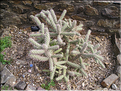 cactées
