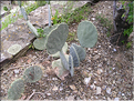 cactées